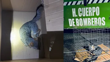 Zorro gris rescatado