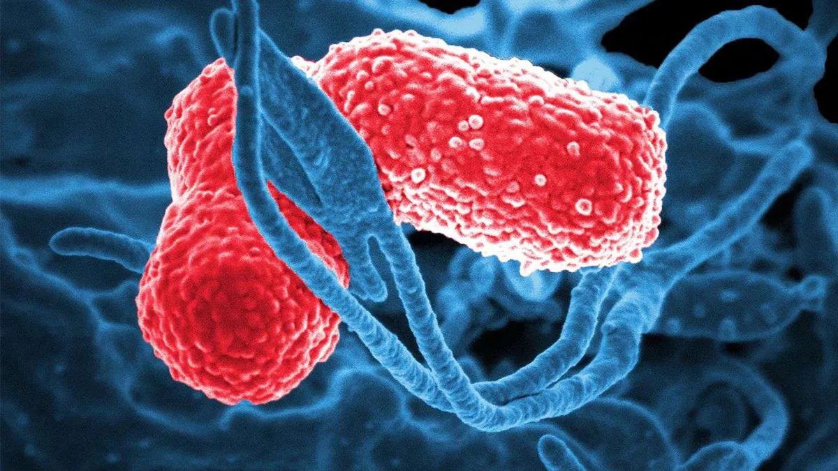 ¿Qué es la bacteria Klebsiella oxytoca y cómo se transmite?