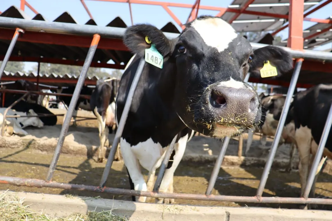 Día Internacional de la Leche: conoce la cuenca lechera de Tizayuca