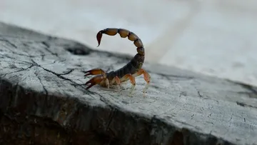 Zapatos, camas y rincones oscuros pueden convertirse en escondites de alacranes durante esta temporada de calor