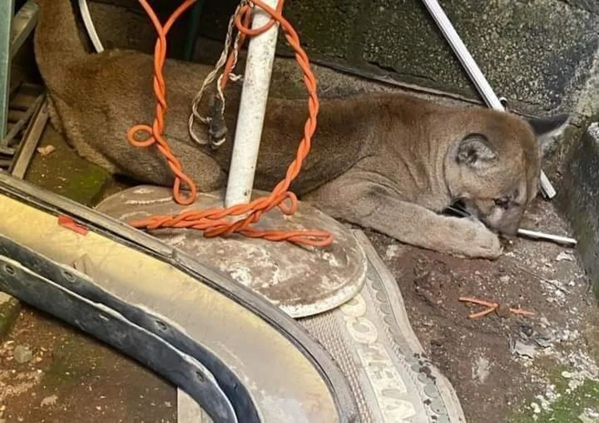 Hallan un puma encerrado en local de “micheladas” en Hidalgo