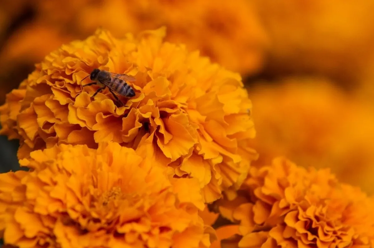 Desarrollan sensores de colmena para salvar colonias de abejas