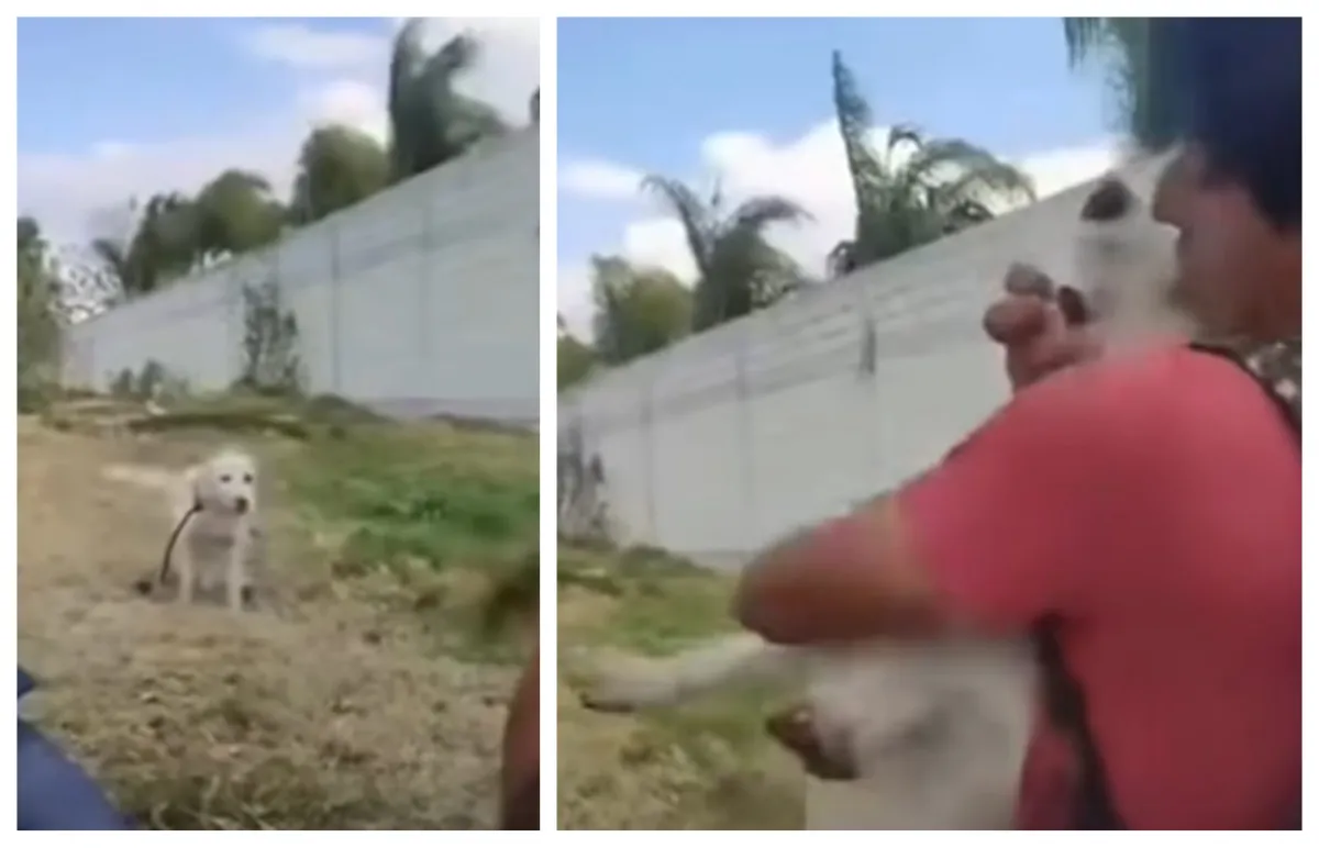 Maltrato animal en Hidalgo: jóvenes obligan a perrito a tomar alcohol