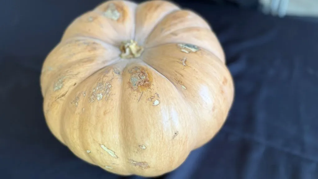 ¡Calabazas de más de 20 kilos! Regresa el concurso en Molango