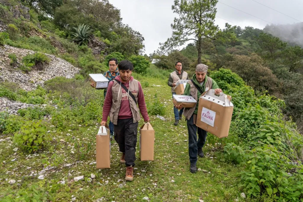 Vuelven a casa: liberan fauna silvestre en el Parque Nacional Los Mármoles