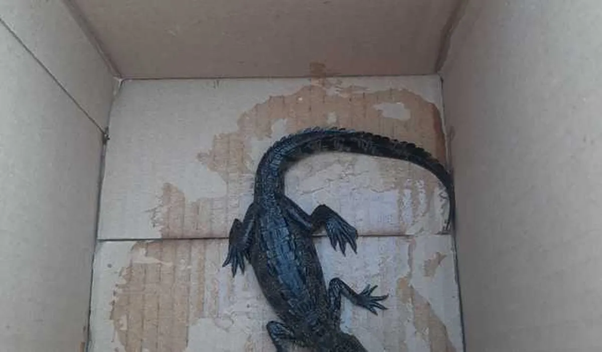 Rescatan a cría de cocodrilo enviado por paquetería a Hidalgo
