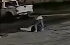 Video de asalto a mujer en Mineral de la Reforma