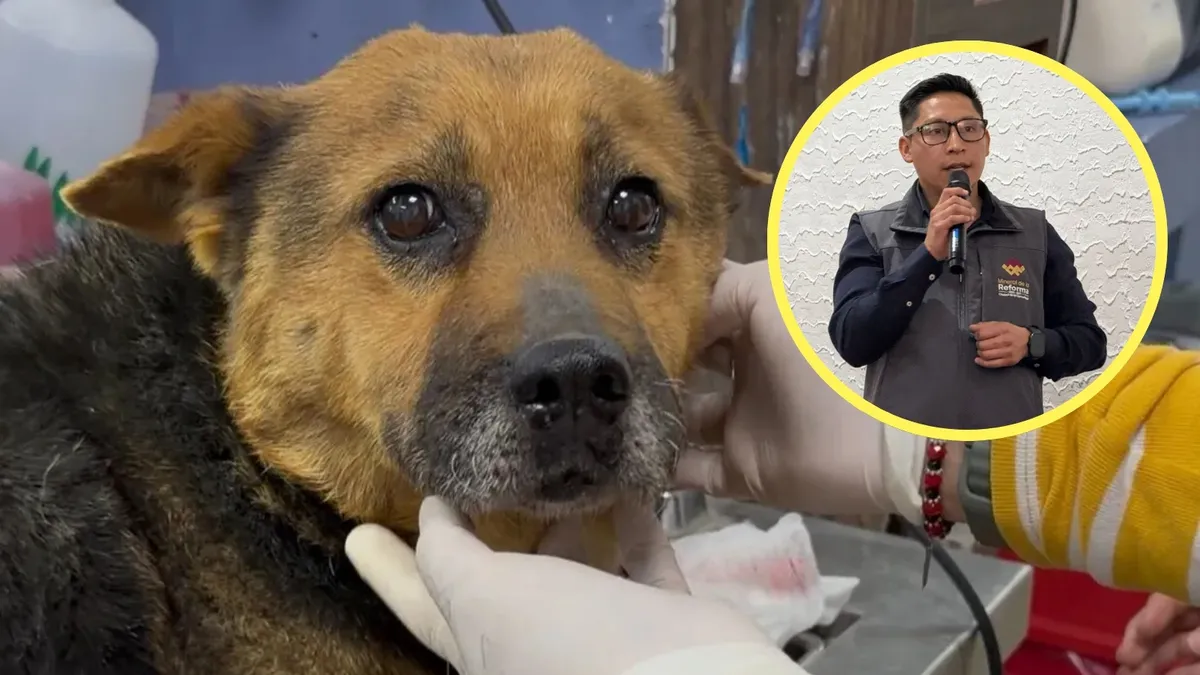 Caso de maltrato animal.