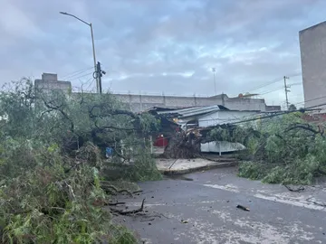 Árbol colapsa frente a CFE en Tizayuca