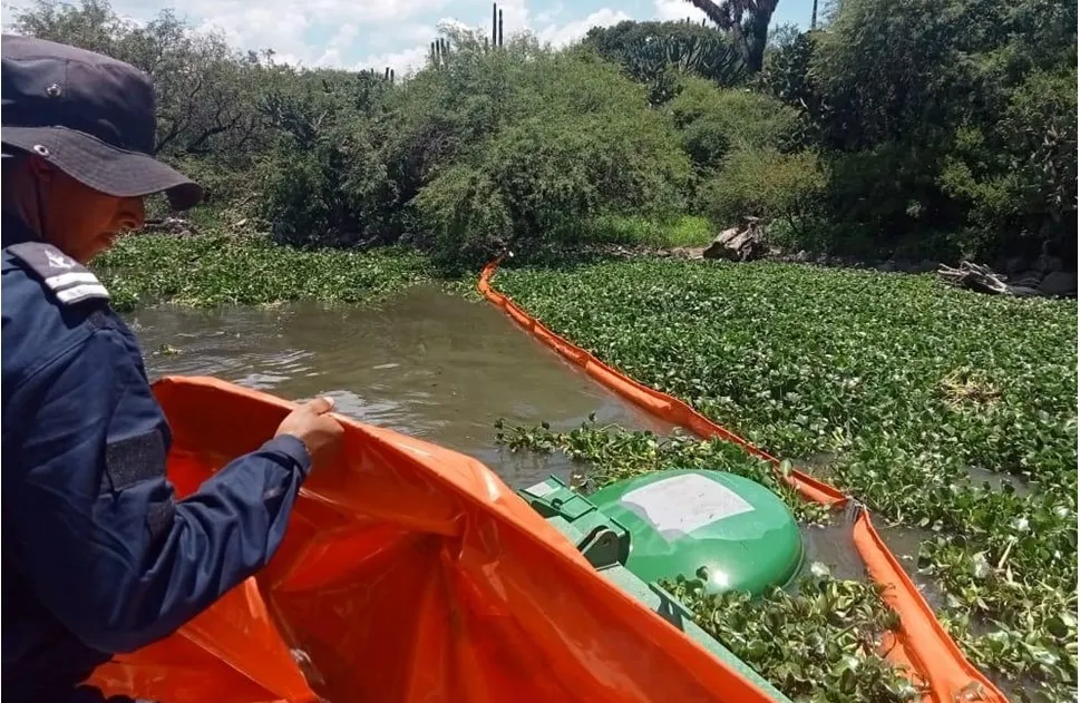 Crecimiento del lirio acuático en presa Endhó preocupa a autoridades ambientales