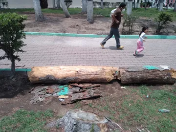 ÁRBOLES