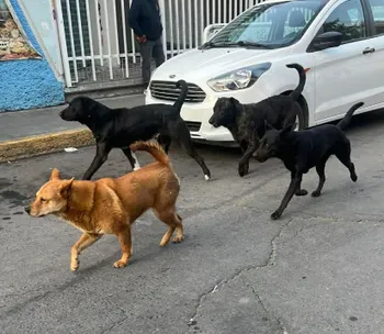 perros
