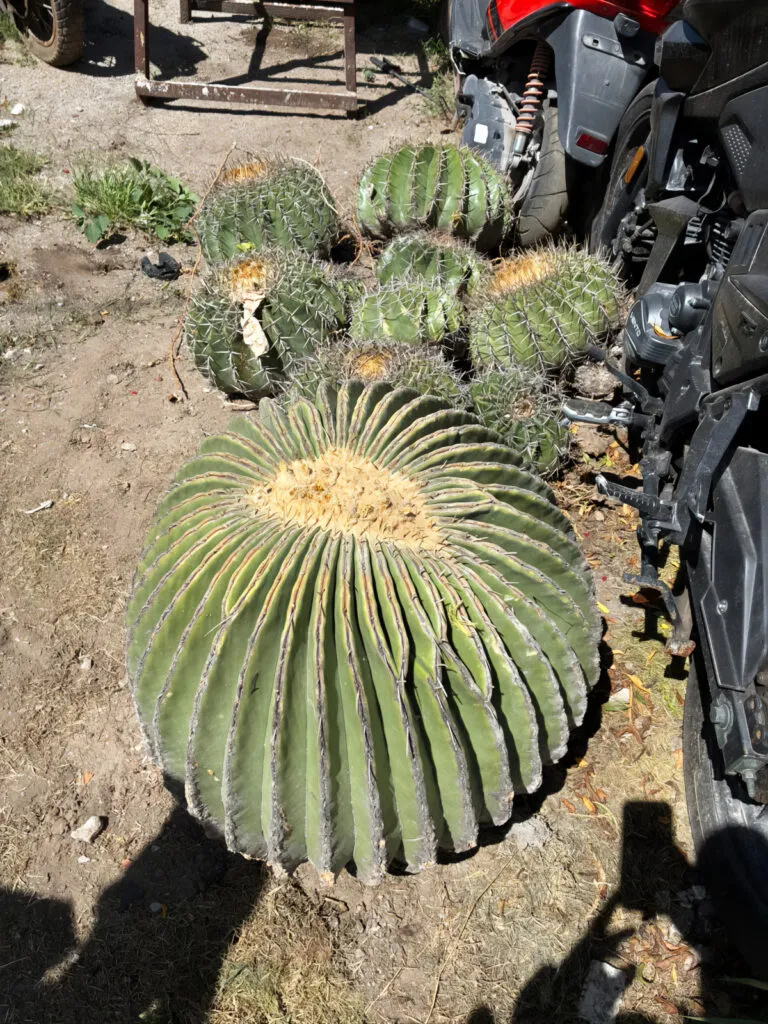 Extraían biznagas y garambullos: aseguran 165 cactáceas en Hidalgo
