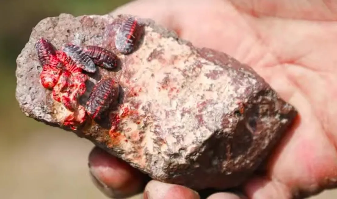 Tepeji del Río: 70 hectáreas de bosque son afectadas por plaga que se consideraba extinta