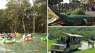 Safari, tirolesa y diversión en familia te esperan en Bioparque Estrella cerca de Pachuca. Plan perfecto para el fin de semana.