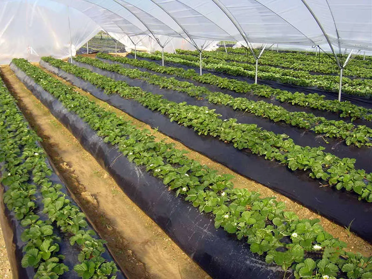 Hidalgo, tercer estado con más superficie de agricultura protegida