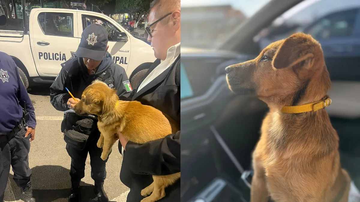 Rescatan a otro perrito victima de violencia en Ixmiquilpan