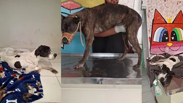 Rescate de perritas