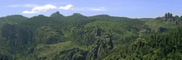 Arte para rescatar nuestros bosques
