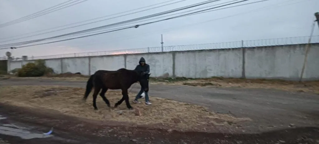 Motociclistas derrapan al intentar evitar un caballo en la México–Pachuca
