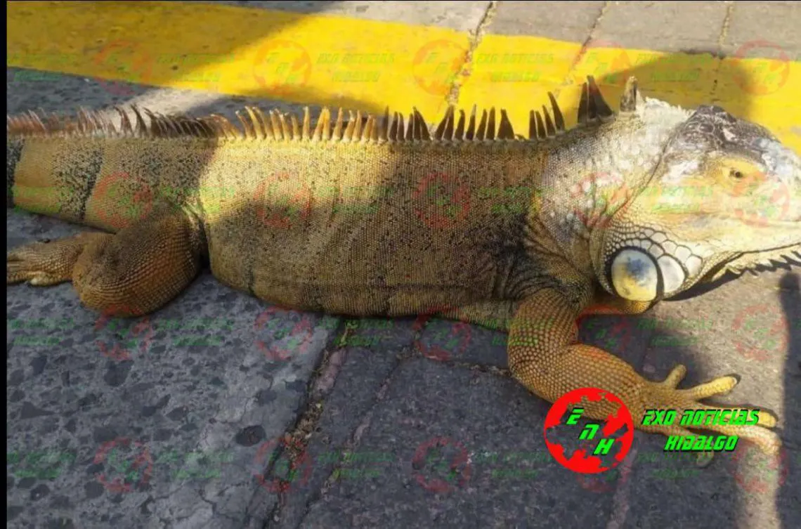 Iguana de un metro en Ixmiquilpan sorprende a vecinos