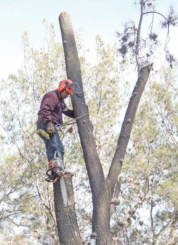 Plaga obliga a talar árboles del Pasteur