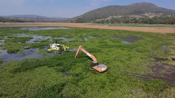Reducen a la mitad el lirio acuático en la presa Endhó