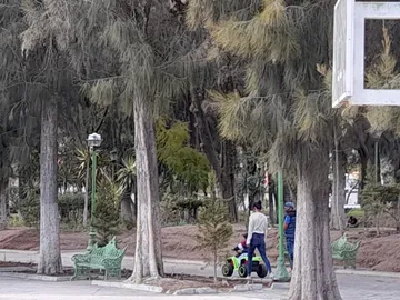 Derribarán árboles en Pachuca para frenar plaga del insecto descortezador
