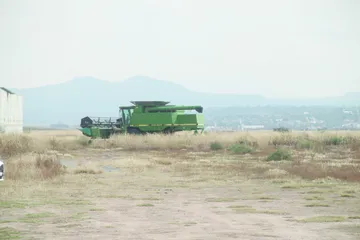 La sequía en Hidalgo pone en riesgo a miles de productores de cebada en Apan