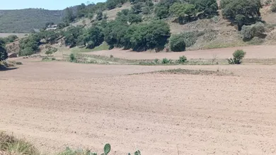 Productores de Tulancingo ya trabajan contra reloj tras las lluvias; esperan que el temporal no arruine las cosechas