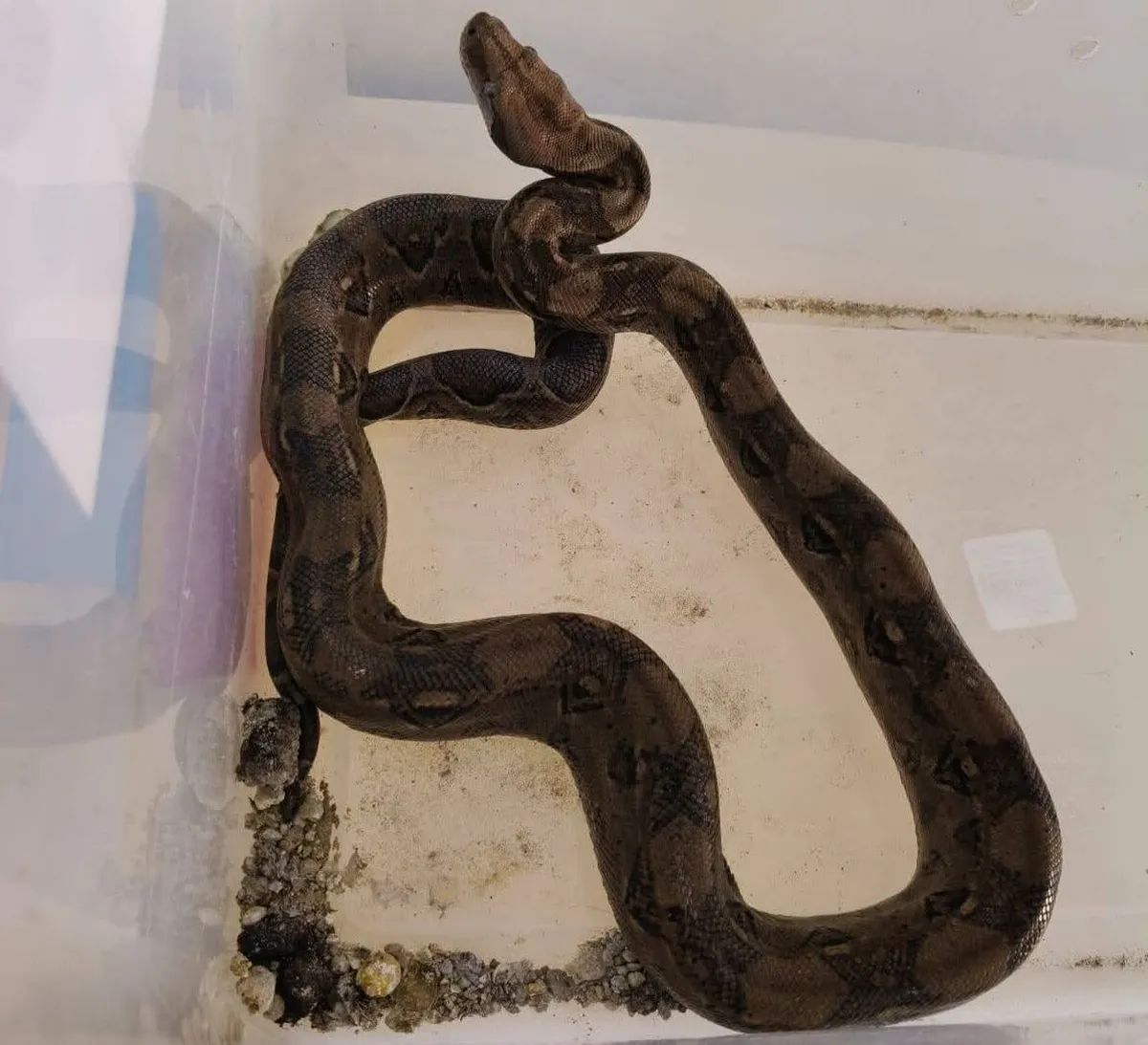 Ixmiquilpan: Capturan boa de ¡un metro! tras reporte ciudadano