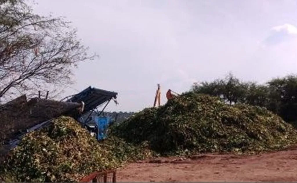 Semarnat intensifica extracción de lirio acuático en la presa Endhó