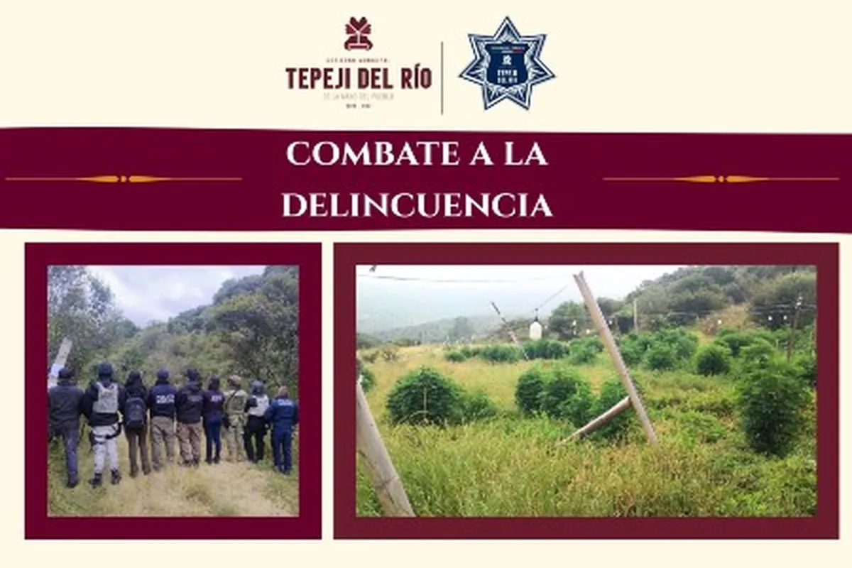 Decomisan plantio de mariguana en Tepeji del Río