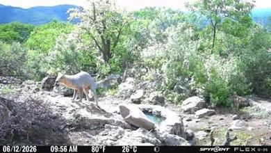Monitoreo en Tepetitlán revela la presencia de pumas, coyotes y guajolotes silvestres
