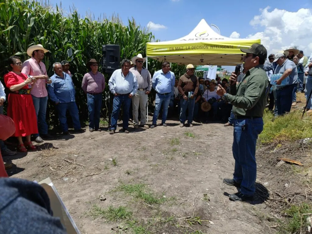 Nivelación de parcelas en Hidalgo ahorra millones de litros de agua y aumenta producción de maíz