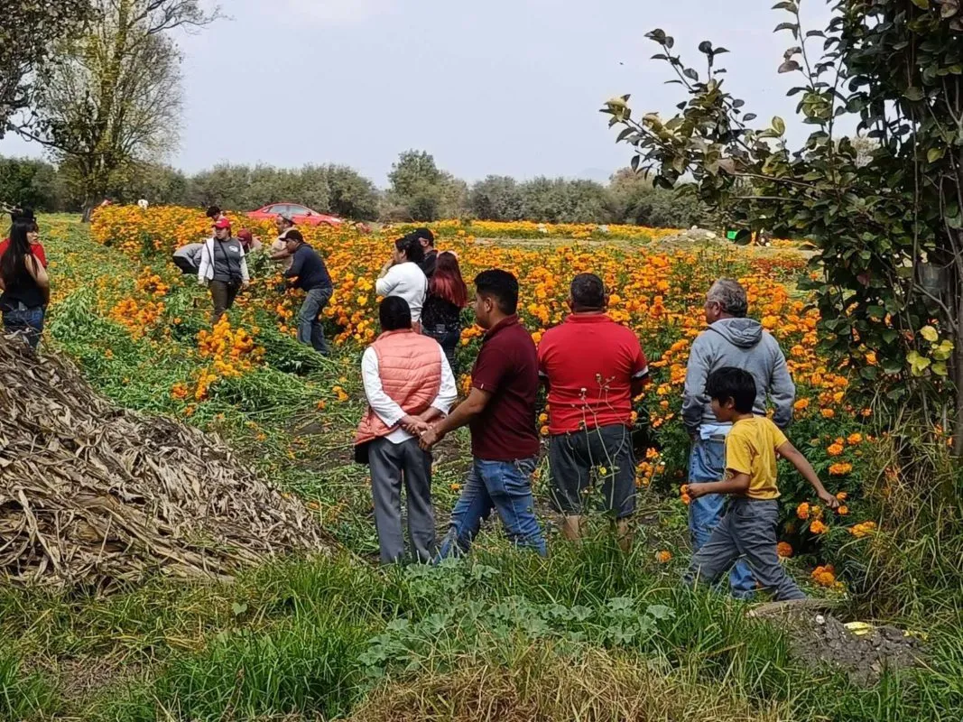 Reportan buenas ventas de flores en Doxey durante las celebraciones de Día de Muertos