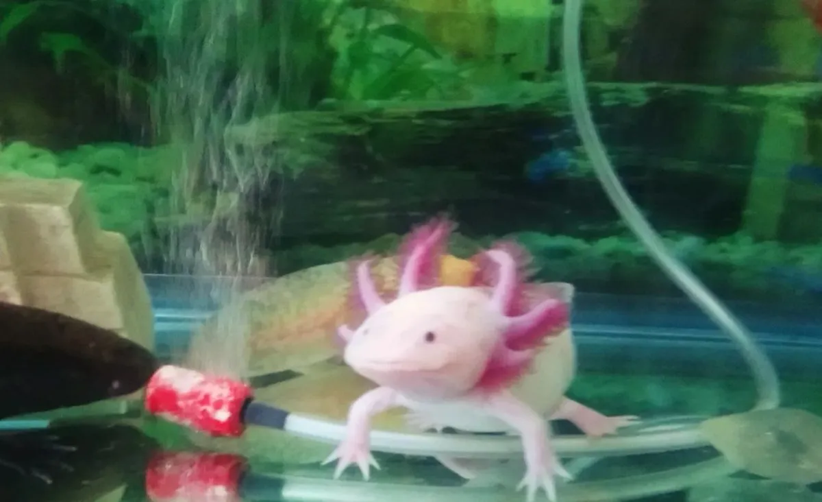 Visita el ajolotario en Pachuca y conoce más sobre esta especie