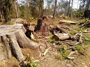 Acaxochitlán: el lugar donde la motosierra se impuso a los árboles