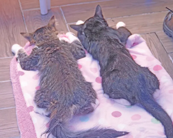 Jornadas de vacunación y esterilización