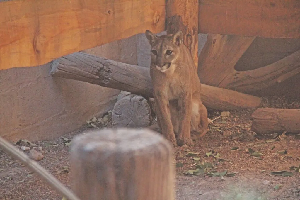 Diez años cuidando la vida silvestre: así trabaja la Unidad de Rehabilitación de Pachuca