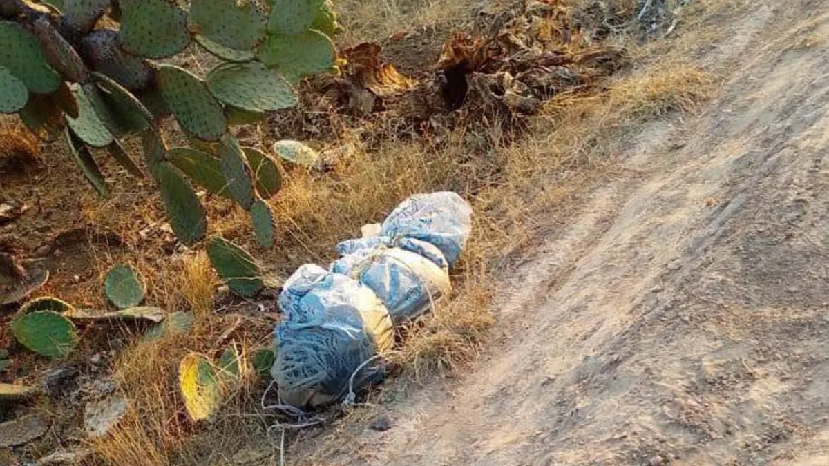 Denuncian envenenamiento de perros callejeros en San Agustín Tlaxiaca