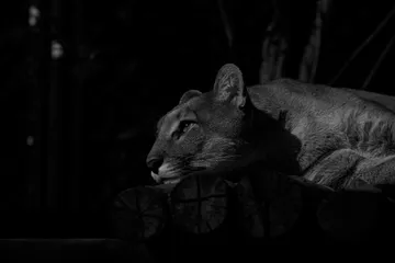 Reaparece puma en Actopan; mata a un perro