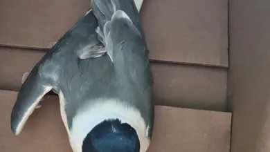 Gaviota migratoria herida es rescatada en Tlaxcoapan