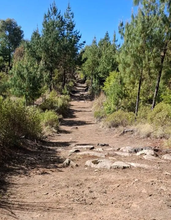 Silvicultores de Hidalgo alistan brechas en bosques para una Semana Santa sin fuego