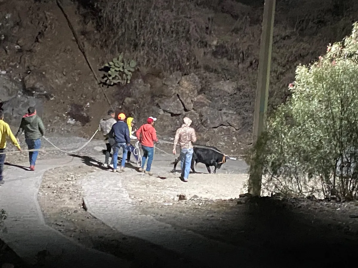 ¡Otro paseo! Toro escapa de su corral y causa alarma en Pachuca