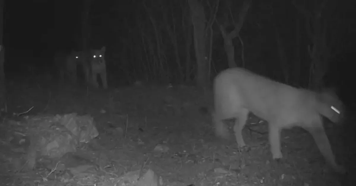 Familia de pumas aparece en Actopan