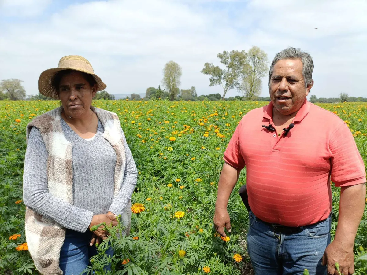Campesinos acusan a Conagua de afectar cultivos de flor de cempasúchil
