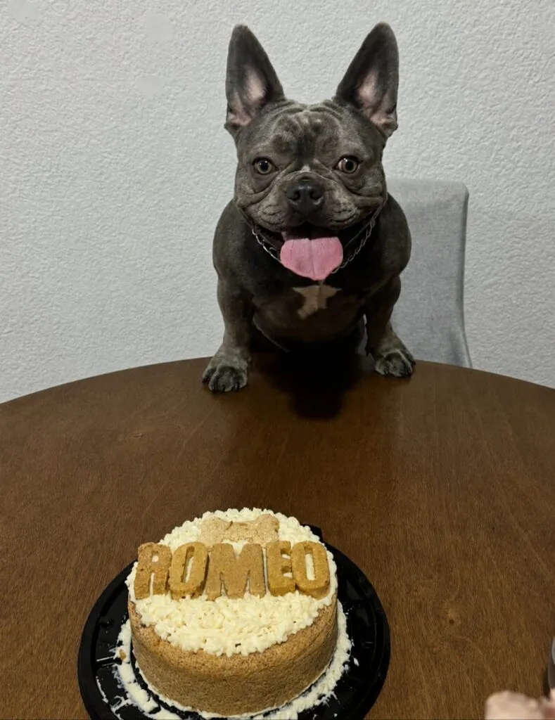 Emprender con amor: Lorena  y su repostería para mascotas