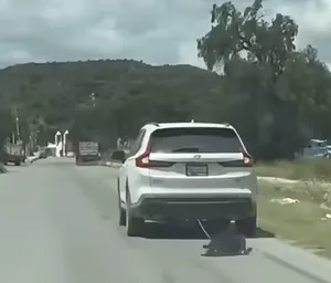 arrastran a perro en Zempoala