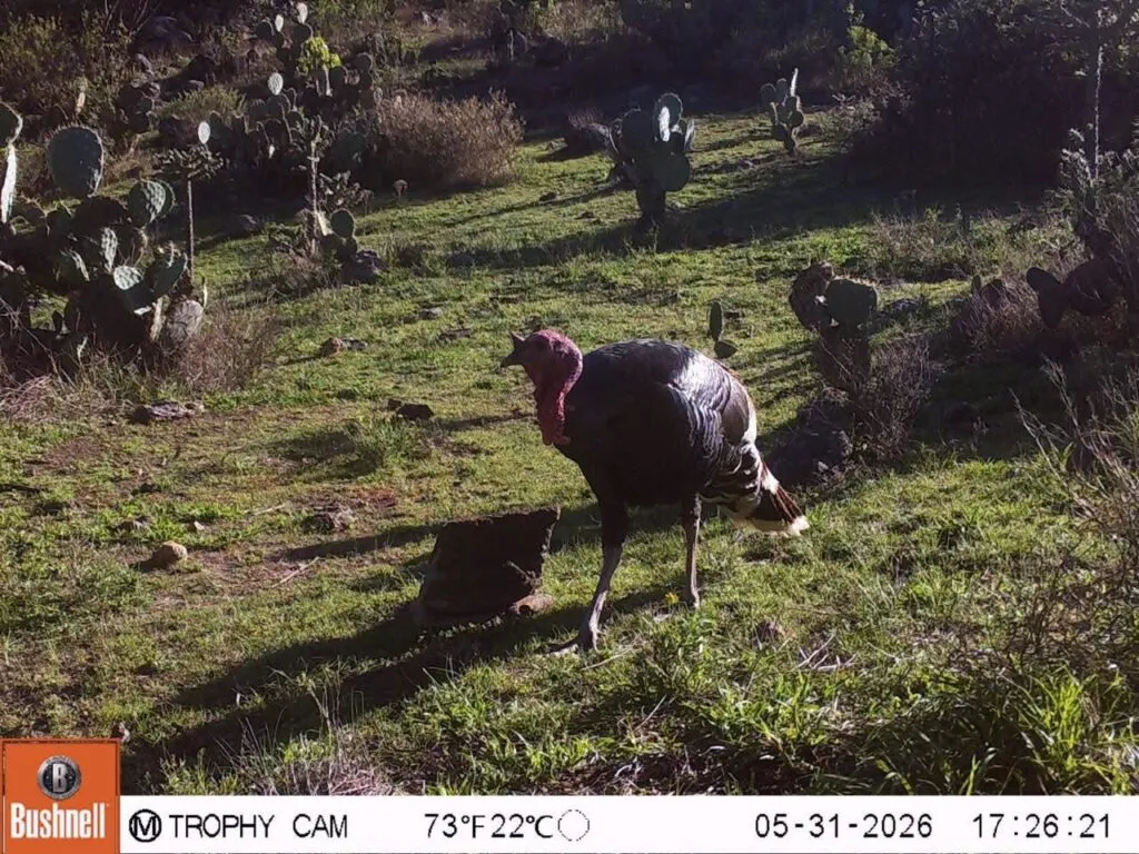 Captan puma y otras 11 especies de fauna silvestre en Tepetitlán con cámaras trampa